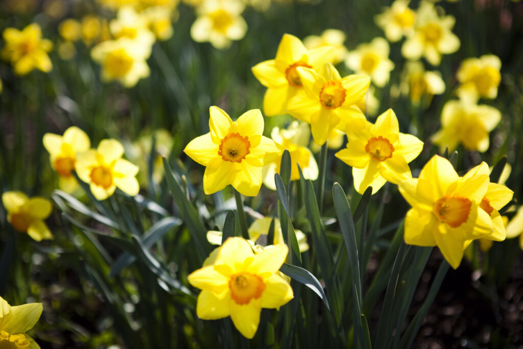 Daffodil Day – supporting those affected by cancer