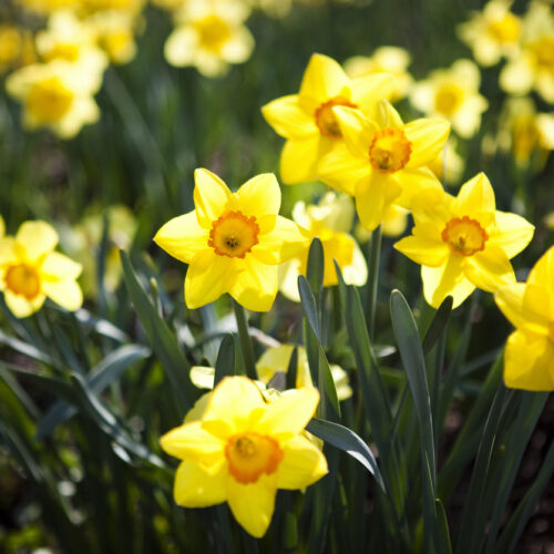 Daffodil Day – Supporting those affected by cancer
