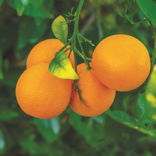 Are oranges really ‘unnatural’ and too sweet to be healthy?