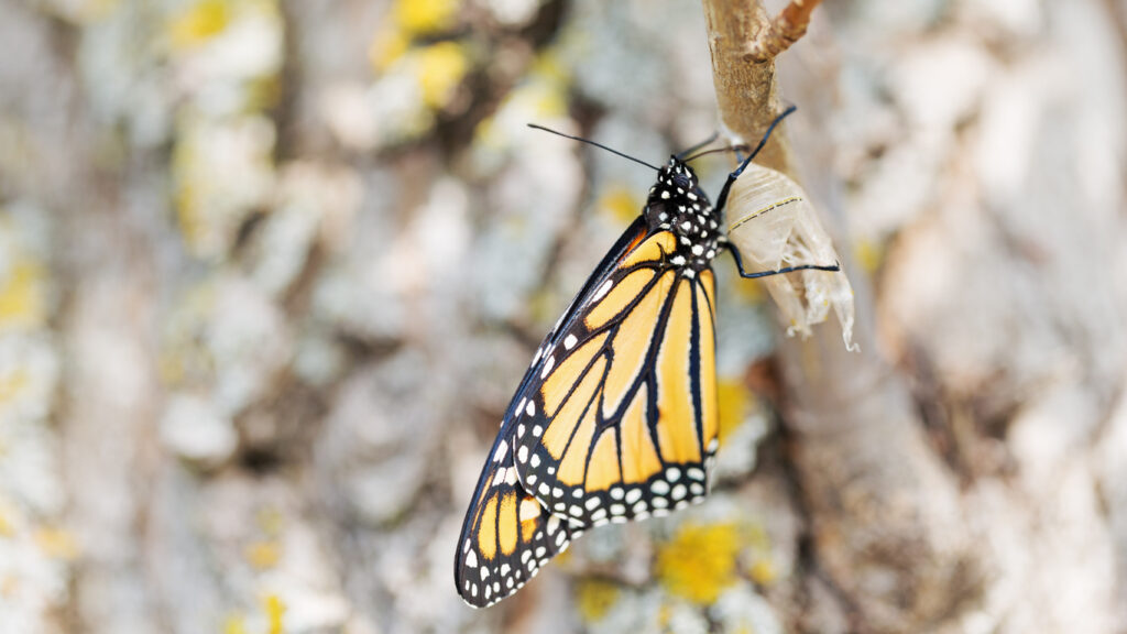 Why change is so hard and how to navigate it: Thoughts from our director