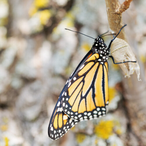 Why change is so hard and how to navigate it: Thoughts from our director